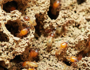 Termite Pest Control | Southwest Florida Pest Control
