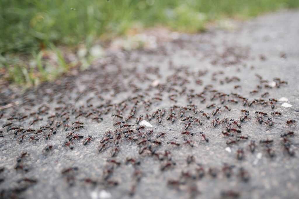 a swarm of ants on the ground